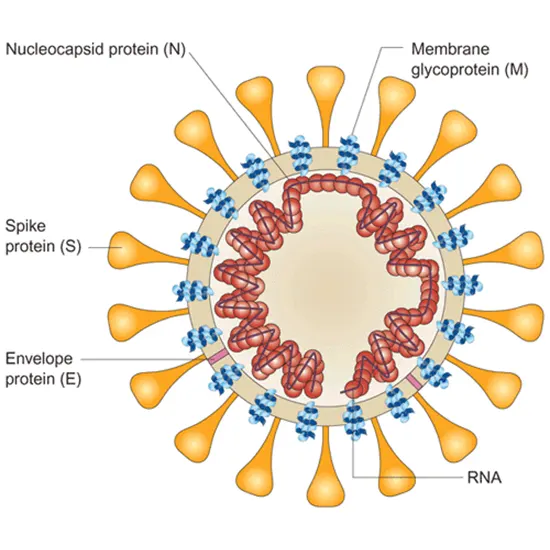 severe acute respiratory syndrome test
